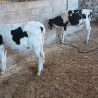 گوساله نر پای پروار دوعدد نژاد یکی هلشتاین|حیوانات مزرعه|پاپی, |دیوار