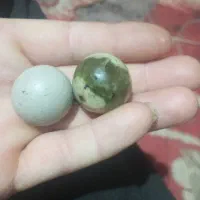 سنگ