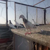 کبوتر|پرنده|قزوین, |دیوار