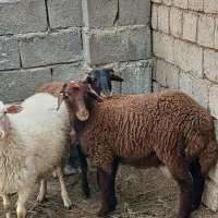بره نر درجه یک شیرمست