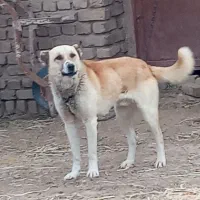 سگ سرابی