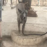 یک جفت سگ مالینیوز سالم و سرحال