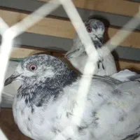 دونه ای 200جفتی 350|پرنده|فاضل آباد, |دیوار