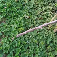 بوته توت فرنگی