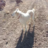 سگ سرابی|سگ|گل تپه, |دیوار