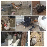 تخم مرغ نطفه دار گلین
