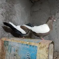 کفتر.|پرنده|فریمان, |دیوار