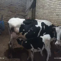 گاو و گوساله ماده|حیوانات مزرعه|دهگلان, |دیوار