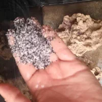 آکواریوم ۳۳۶لیتر|ماهی|پردیس, فاز ۸|دیوار