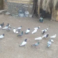 کبوتر پلاکی وملقی|پرنده|بم, |دیوار