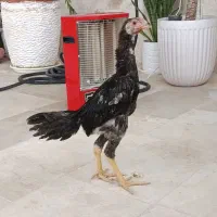 جوجه خروس لاری