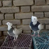کبوتر