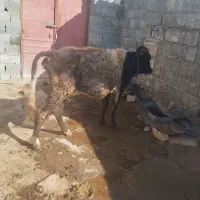 دو عدد گاو محلی