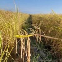 شالی دمسیاه بذری