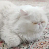 گربه پرشین (فروشی)|گربه|بندرعباس, |دیوار