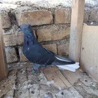 کبوتر رنگی ماده دم سفید|پرنده|اصفهان, عاشق‌آباد|دیوار