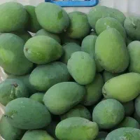 فروش انبه سبز