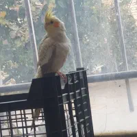 عروس هلندی نر کامل دستی جوجه هنوز