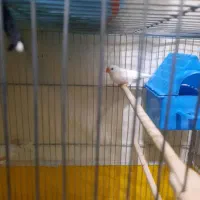 فنچ مولدجوان|پرنده|شاهرود, |دیوار