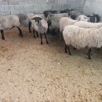 میش رومانف آبستن اصل درگز|حیوانات مزرعه|مشهد, منزل آباد|دیوار