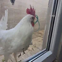 فروش خروس