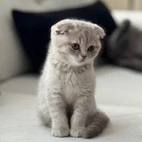 گربه اسکاتیش