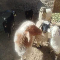 یه بره ماده ودو بره نر فروشی|حیوانات مزرعه|بیرجند, |دیوار