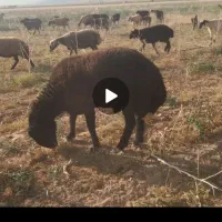 قوچ میش بره بز