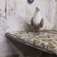 کبوتر کفتر کربلایی