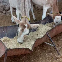 ۳تا گوساله ماده