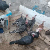 بوقلمون|حیوانات مزرعه|سیرجان, |دیوار
