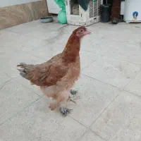 مرغ برهما