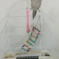 عروس هلندی رام وسخن گو