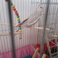 عروس هلندی ماده سخنگو