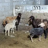 گوسفندمیش بره میش قوچ