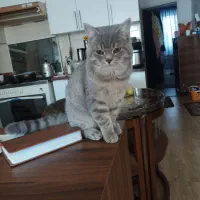 به دلیل مهاجرت|گربه|قائم‌شهر, |دیوار