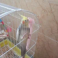 عروس هلندی|پرنده|صومعه‌سرا, |دیوار
