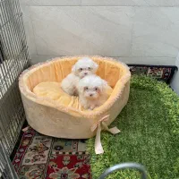 شیتزو سفید چشم آبی