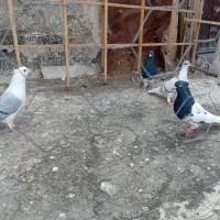 کبوتر|پرنده|محمدیه-قزوین, |دیوار