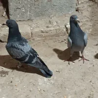 جوجه مسافتی پلاکی