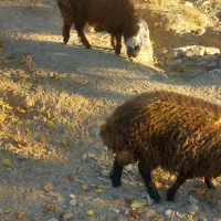 بره نر گله گرد سی تا۳۵ کیلو