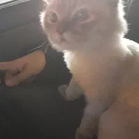 گربه پرشین بریتیش با الگوی رنگ هیمالین