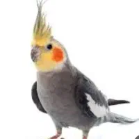 ی عروس هلندی به اسم چیکو گم شده امروز