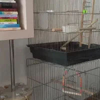 دو عدد قفس پرنده