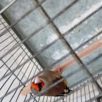 سهره داغسر کرمونی