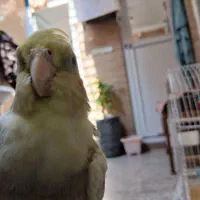 عروس هلندی غم شد
