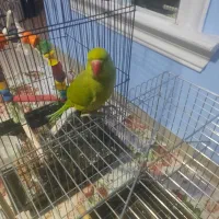 یک ملنگویه دستی و دوتا عروس هلندی