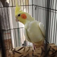 عروس هلندی ماده