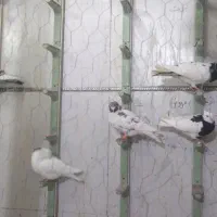 کفتر پرشی پادر پا دونه ای ۲۷۰