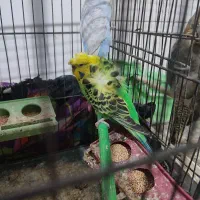 مرغ عشق پروانه ای ماده